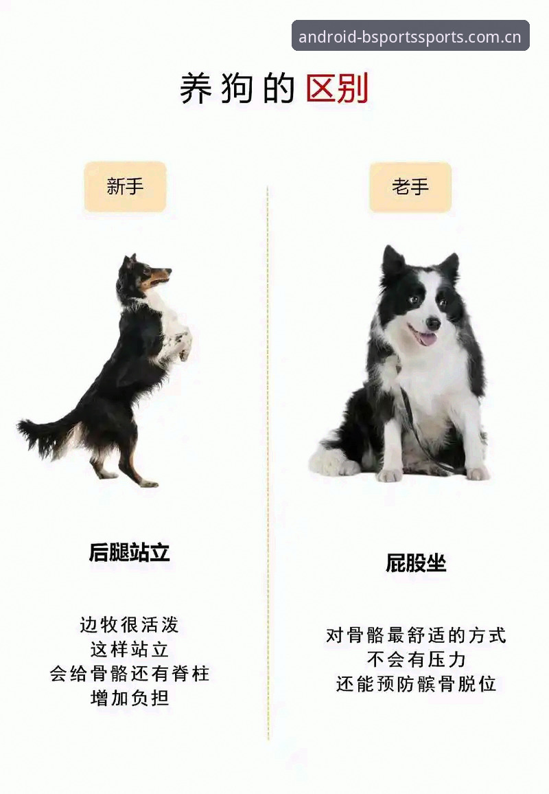 B体育官方平台服务推荐完整指南：新手到老手的使用心得